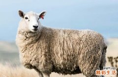 2025年屬羊最佳的制作漁網(wǎng)日子 2025屬羊制作漁網(wǎng)吉日查詢