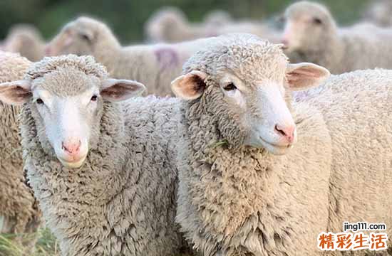 2025年属羊取渔黄道吉日一览 2025年属羊取渔吉日一览表