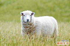 2025生肖羊定磉黄道吉日 2025年属羊定磉黄道吉日一览