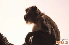 2025年属猴修造吉日一览表 2025属猴修造最好吉日