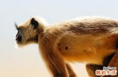 2025生肖猴做寿黄道吉日 2025属猴做寿最好吉日