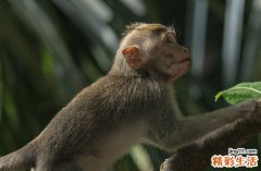 2025年属猴最佳制作骨灰盒吉日一览 2025生肖猴制作骨灰盒黄道吉日
