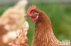 2025属鸡做买卖吉日查询 2025年属鸡最佳的做买卖日子