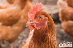 2025年属鸡最佳剪指甲日子一览 2025年属鸡剪指甲黄道吉日一览