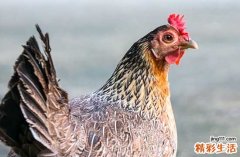 2025年属鸡最佳开柱眼吉日一览 2025年属鸡开柱眼吉日一览表