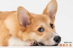 2025年属狗修理坟墓黄道吉日一览 2025年属狗最佳的修理坟墓日子