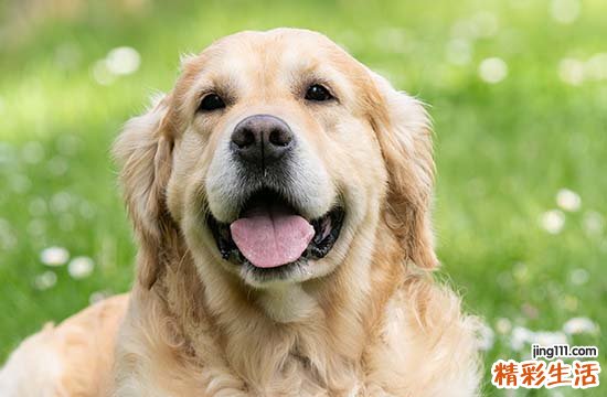 2025年生肖狗最佳修路吉日一览 2025属狗修路吉日查询