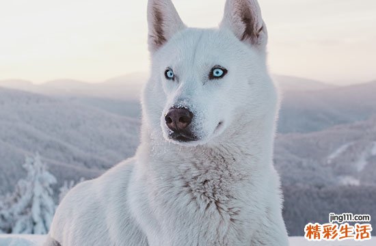 2025生肖狗制作狗窝黄道吉日 属狗最佳制作狗窝吉日2025年