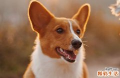 2025年屬狗最佳的安門日子 2025年屬狗最佳安門吉日一覽