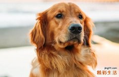 2025年生肖狗最佳就职吉日一览 2025生肖狗就职黄道吉日