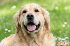 2025年生肖狗最佳投资吉日一览 2025年属狗最佳投资吉日一览