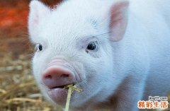 2025屬豬養(yǎng)寵物最好吉日 2025年屬豬養(yǎng)寵物吉日一覽表