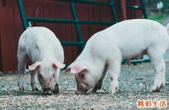 2025年生肖猪最佳办丧事吉日一览 2025整年属猪办丧事最佳吉日