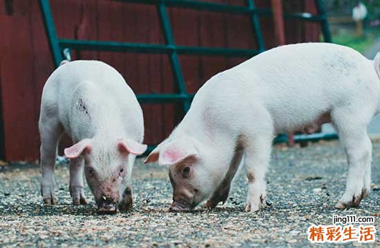 2025属猪店铺开张最好吉日 2025年属猪最佳的店铺开张日子