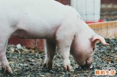 2025屬豬開造陵墓吉日查詢 屬豬最佳開造陵墓吉日2025年