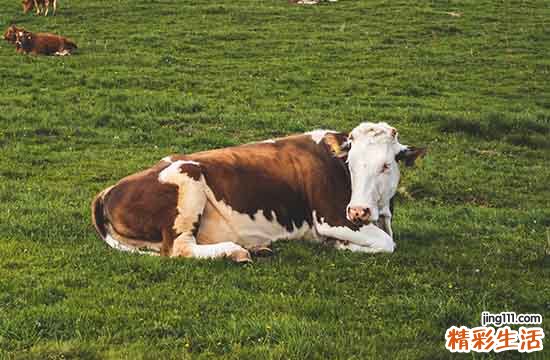 2024年属牛作灶黄道吉日一览 2024生肖牛作灶黄道吉日