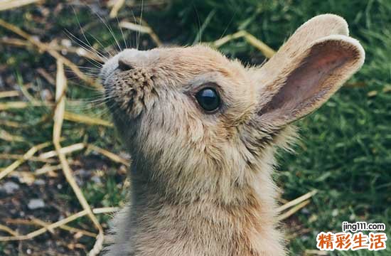 属兔最佳安香吉日2024年 2024年属兔最佳安香日子一览