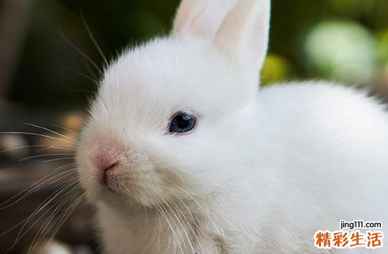 2024年生肖兔最佳办嫁娶吉日一览 2024属兔办嫁娶吉日查询