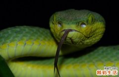 2024整年属蛇拜师学艺最佳吉日 2024年生肖蛇最佳拜师学艺吉日一览