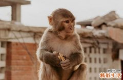 2024年属猴最佳修坟吉日一览 2024整年属猴修坟最佳吉日