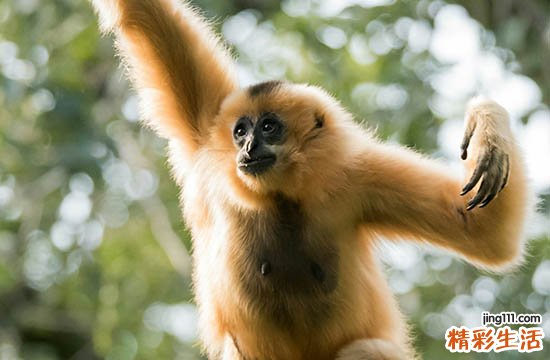 2024年属猴合脊吉日一览表 2024年属猴合脊最好的吉日