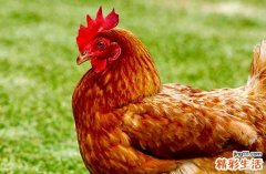 属鸡最佳修理坟墓吉日2024年 2024年属鸡修理坟墓最好的吉日
