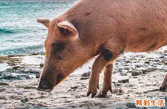 2024年属猪最佳做买卖吉日一览 2024年属猪最佳的做买卖日子