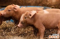 2024年属猪最佳的做法事日子 属猪最佳做法事吉日2024年