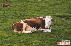 2025整年属牛祈福最佳吉日 2025年属牛祈福吉日一览表