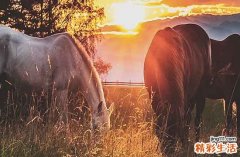 2025年生肖马最佳放水吉日一览 属马最佳放水吉日2025年