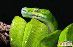 2025年属蛇最佳立券日子一览 2025属蛇立券最好吉日