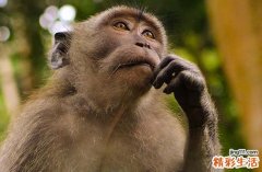 2025年属猴宝宝出生最好的吉日 2025生肖猴宝宝出生黄道吉日