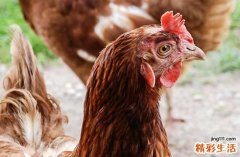 2025年生肖鸡最佳清扫房屋吉日一览 2025年属鸡最佳清扫房屋吉日一览