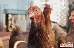 2025生肖鸡造仓黄道吉日 2025年属鸡最佳造仓日子一览