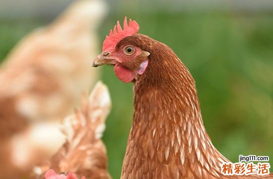 属鸡最佳结婚领证吉日2025年 2025年属鸡最佳结婚领证日子一览