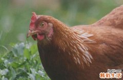 2025年生肖鸡最佳进新房吉日一览 2025属鸡进新房吉日查询