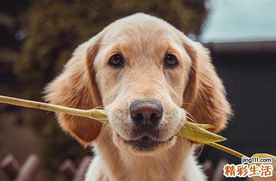 2025属狗香炉安放吉日查询 2025生肖狗香炉安放黄道吉日