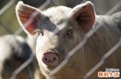 2025整年属猪收养孩子最佳吉日 2025年生肖猪最佳收养孩子吉日一览