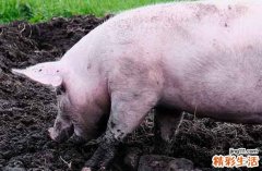 2025整年属猪装修房子开工最佳吉日 2025年属猪装修房子开工最好的吉日