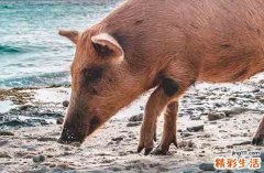 属猪最佳送葬吉日2025年 2025整年属猪送葬最佳吉日