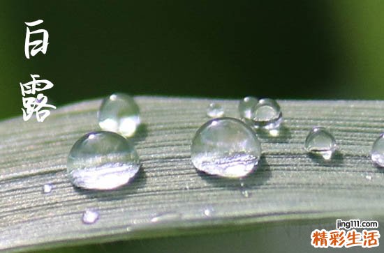白露的气候特征是什么 白露为什么要吃鸡