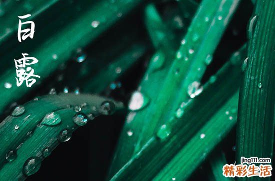 2024年白露节气是哪一天 白露有什么含义