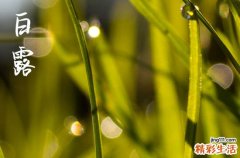 白露的气候特点 2024年白露这天黄历怎么样