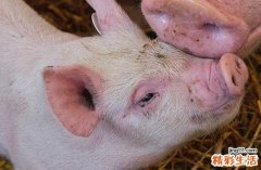 属猪男2025年运势及每月运势详解 属猪的男人2025年的命运