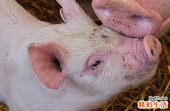 属猪男2025年运势及每月运势详解 属猪的男人2025年的命运