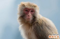 属猴男2025年运势及每月运势详解 属猴的男人2025年的命运