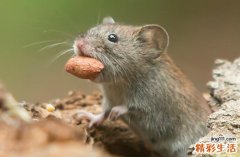 2024年属鼠最佳搬新屋吉日一览 2024年属鼠搬新屋最好的吉日