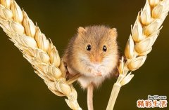 2024整年属鼠搬新房子最佳吉日 2024年属鼠最佳的搬新房子日子