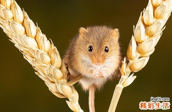 2024整年属鼠搬新房子最佳吉日 2024年属鼠最佳的搬新房子日子