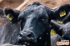 2024年属牛治病最好的吉日 属牛最佳治病吉日2024年